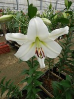 [4173 Pearl Queen VZ No02.JPG]